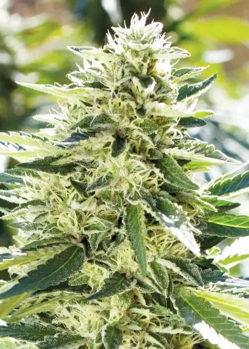 lemon diesel