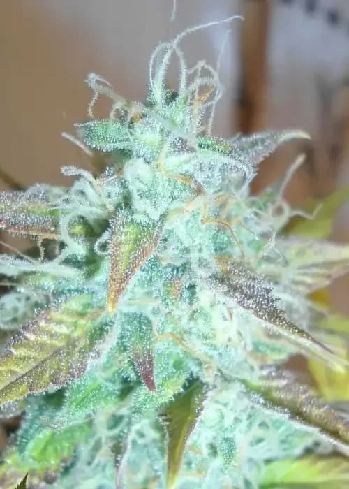 lemon haze auto
