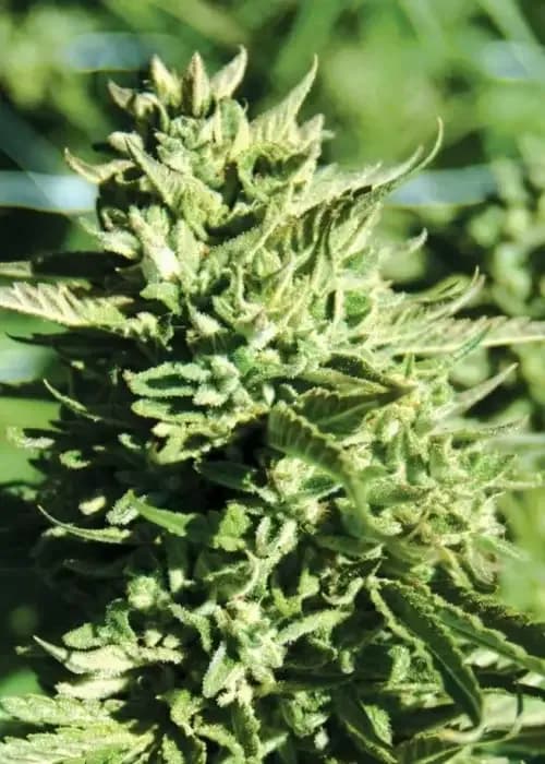 lost coast og