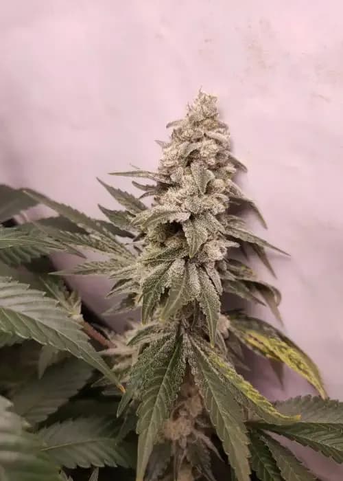 mandarin mimosa