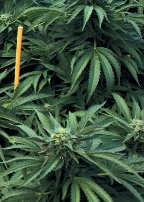 mastodon kush