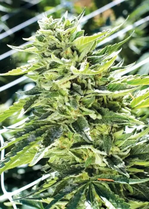 sour lemon og