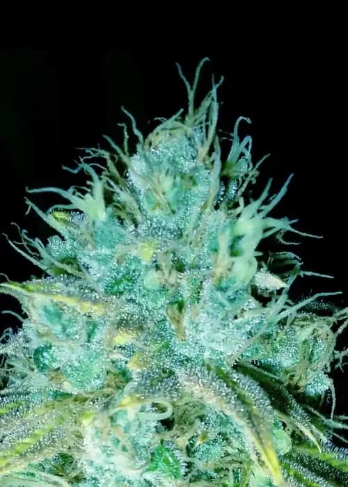 sour puss