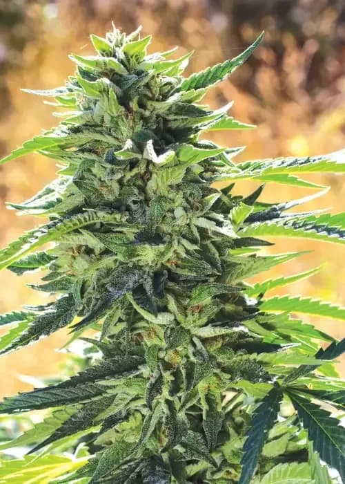 super sour og