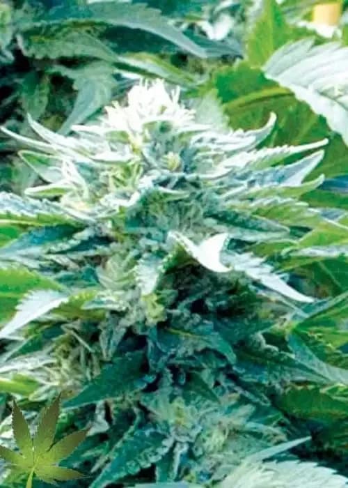 trinity kush