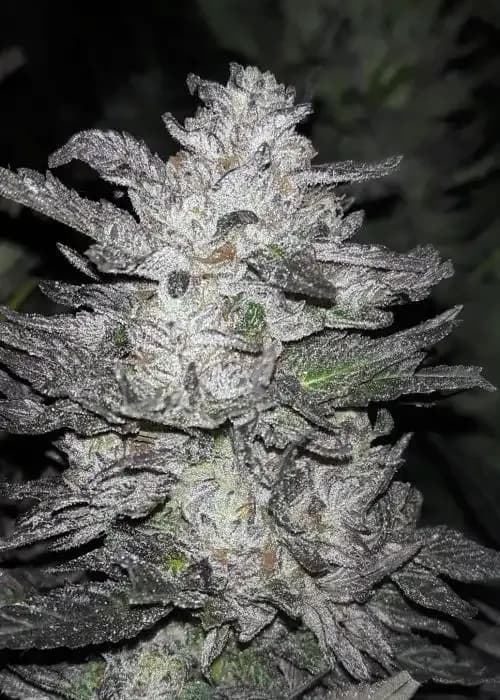 Purple Turnover
