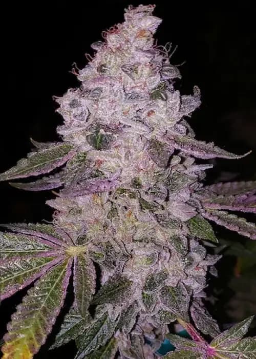 early glue