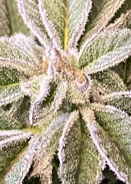 Grandpas Cookies R1