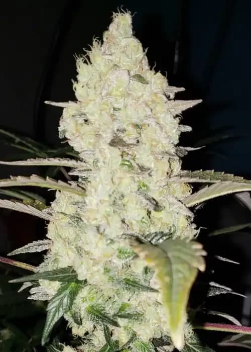 white wedding