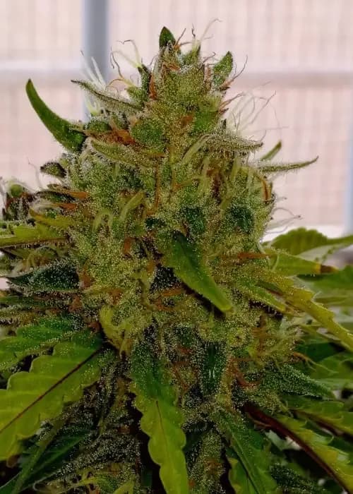 Auto Mandarina