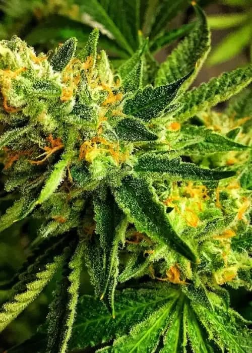 banana cream