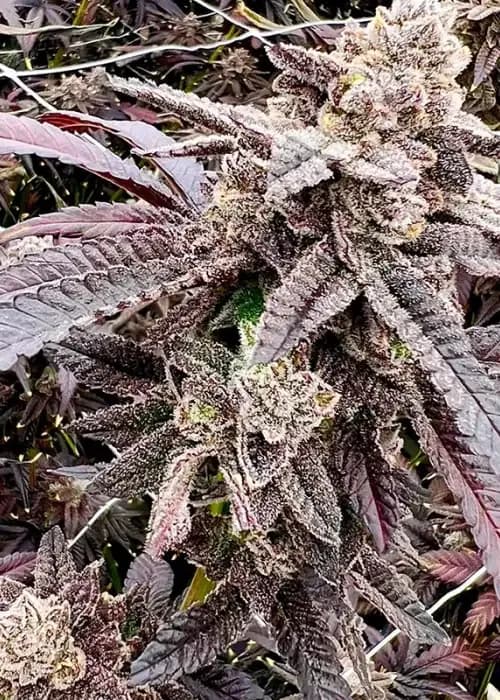 cherry bang bang