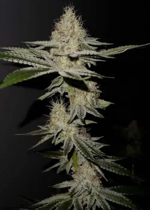 lemon drip