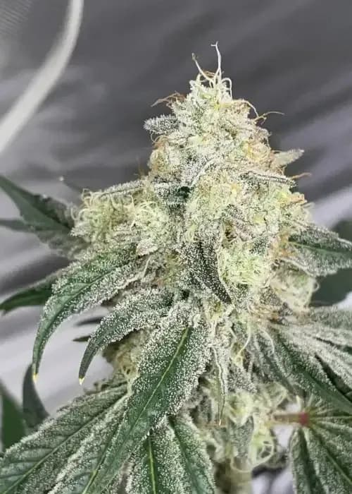 sugar puss