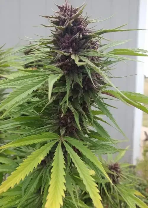 Fat Purple Pie
