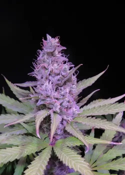 critical sour