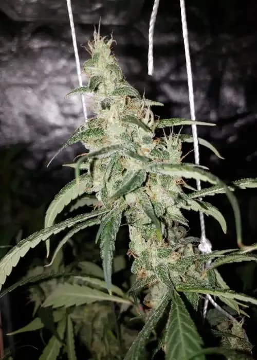 dream berry