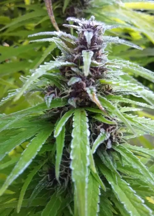 easy sativa