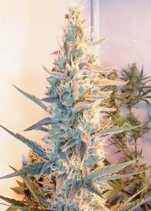 outdoor grapefruit