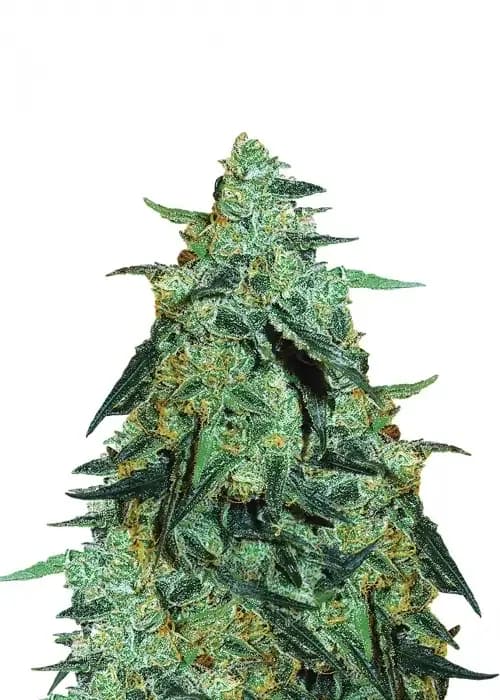blueberry skunk