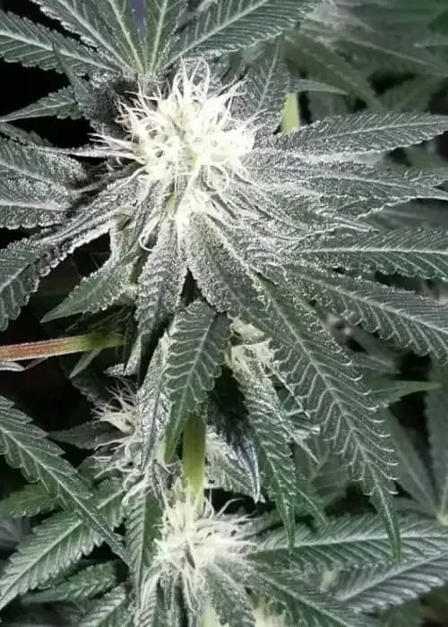 forum cut gsc bx