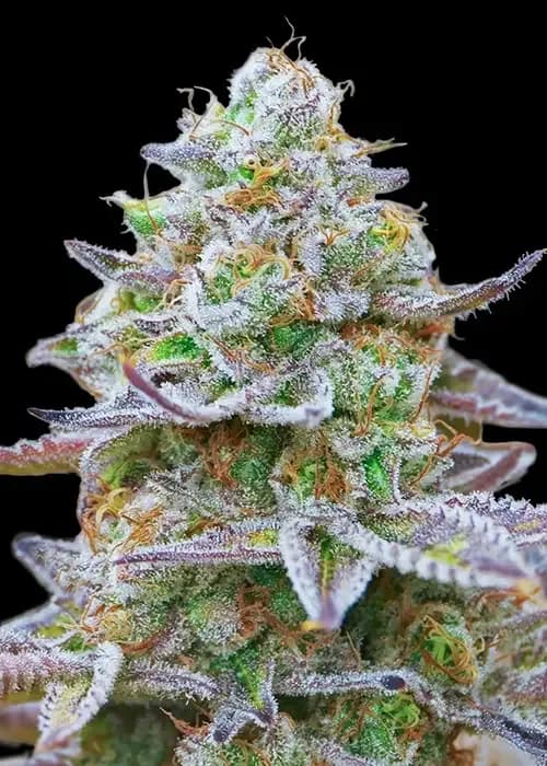 Frosted Zinn Auto X Cookie Dog Auto