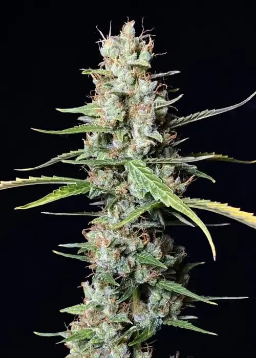 Ganja Gelato