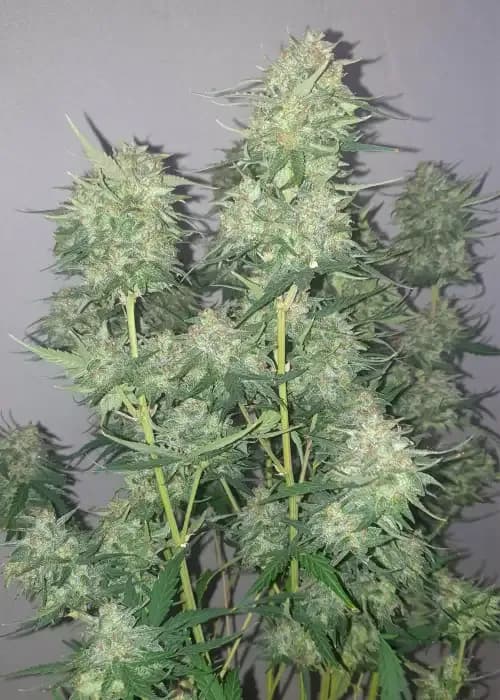 Ganja Runtz Auto