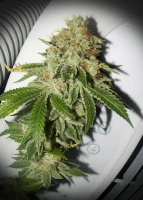 Garlic Breath cannabis strain - Hybrid