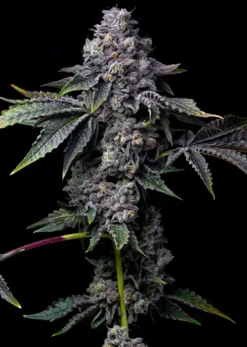 gator breath