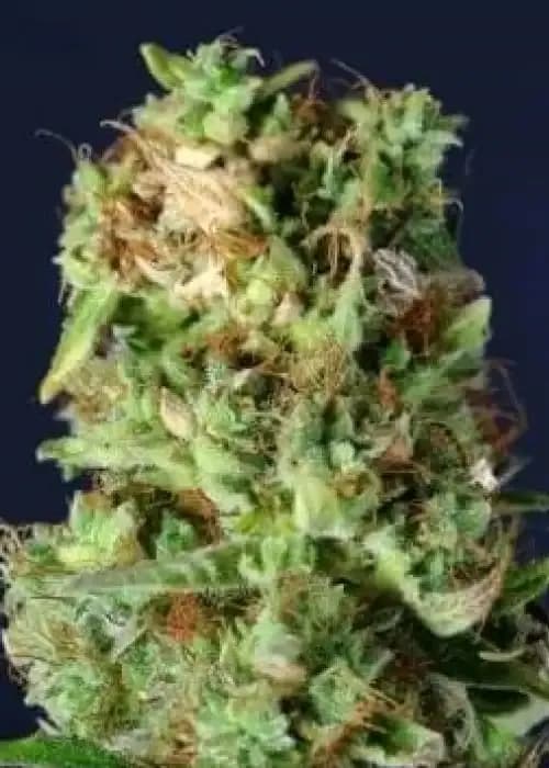northern kush