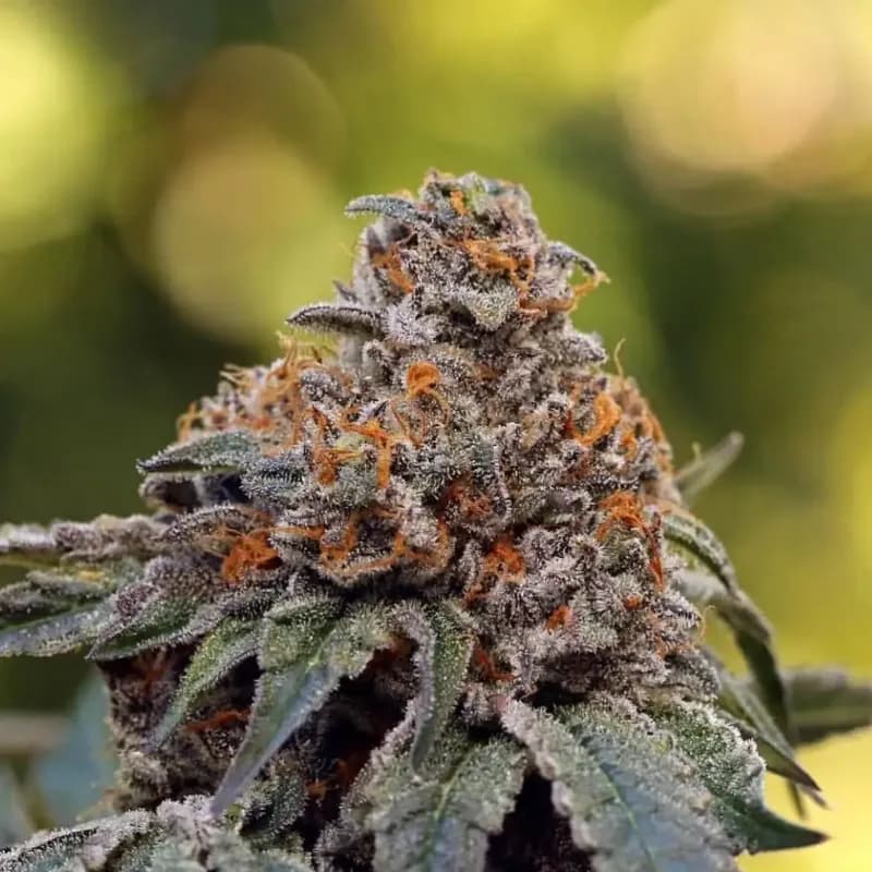 gelato #41