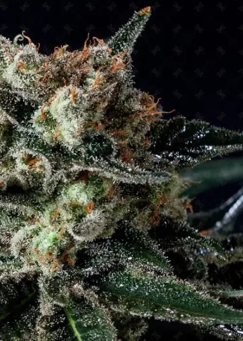 black diesel