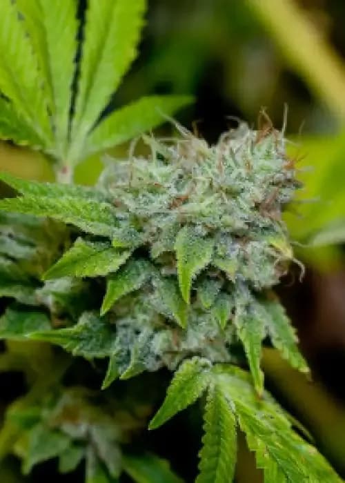 Gg4 S1