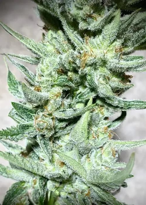 GG4 cannabis strain - Hybrid