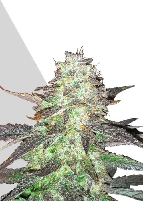 ghost train haze