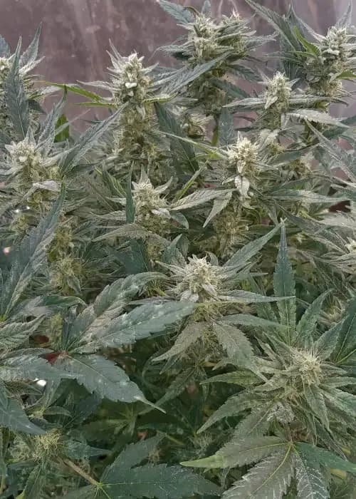 girl scout cookies auto