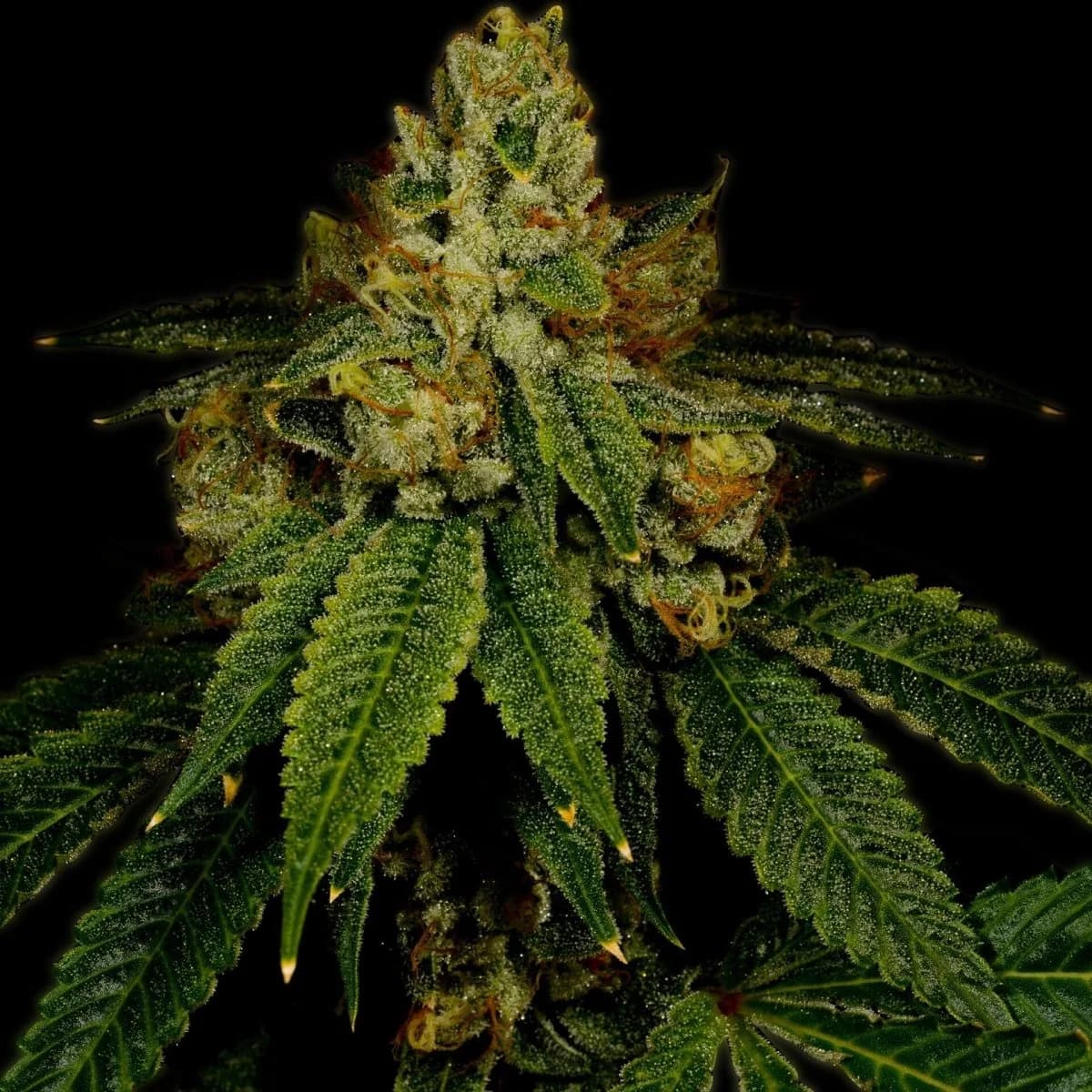 girl scout cookies
