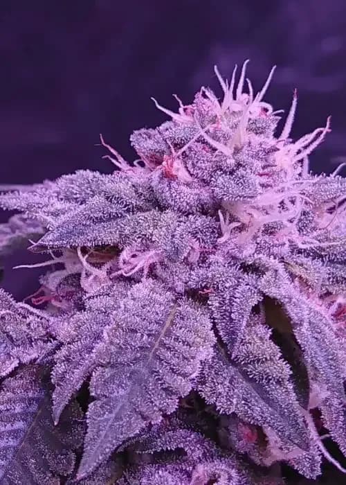 girl scout gum