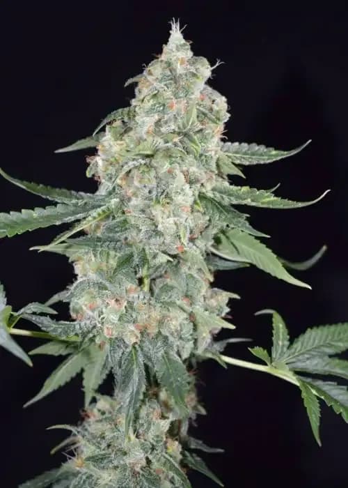 Girl Scout Kush