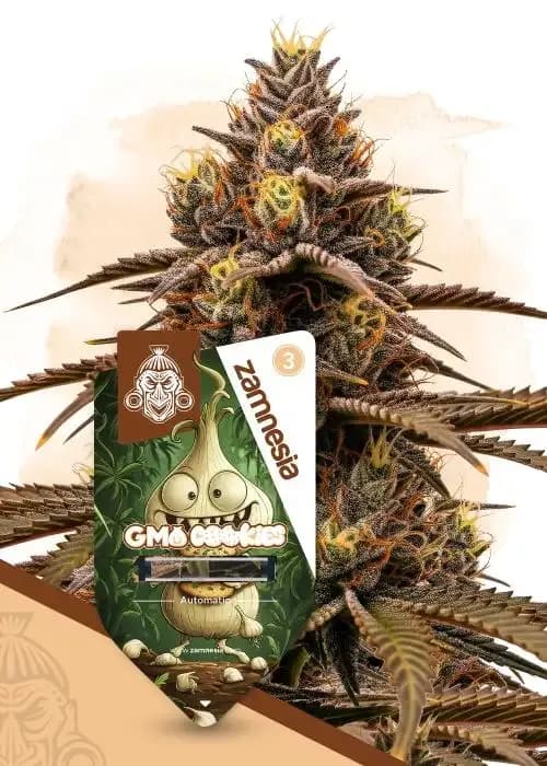gmo cookies