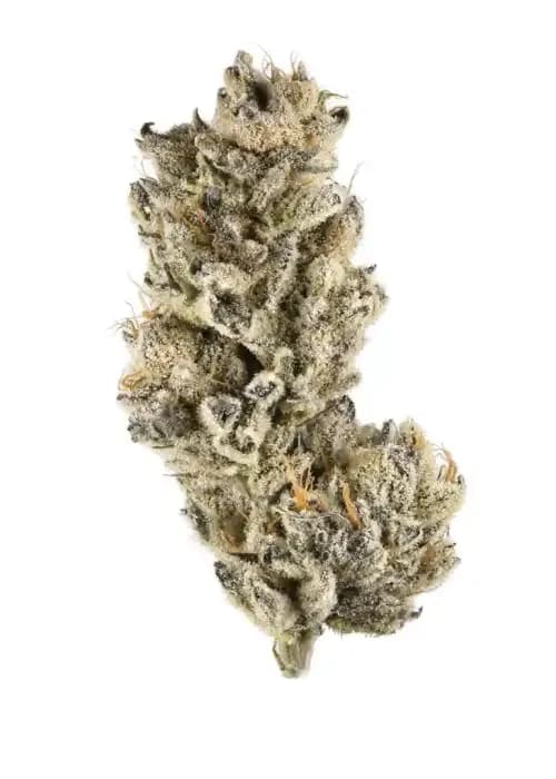 Golden Kiwi cannabis strain - Hybrid