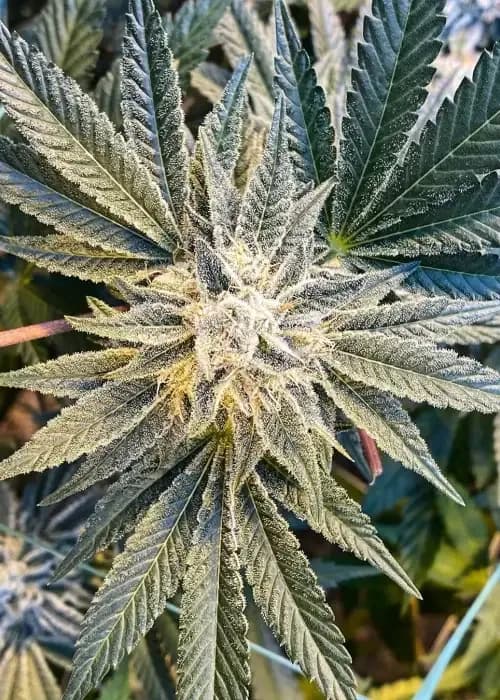 Gorilla Glue 1