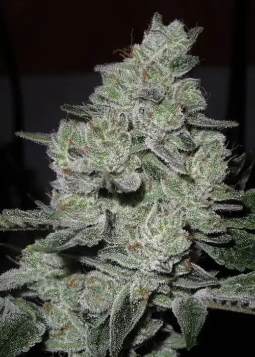 Gorilla Glue 5
