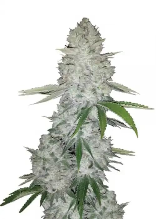 Gorilla Glue