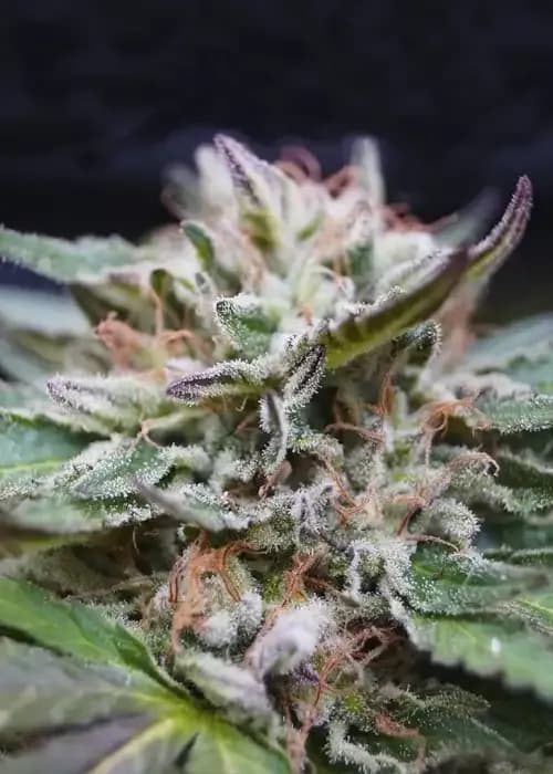 gorilla glue
