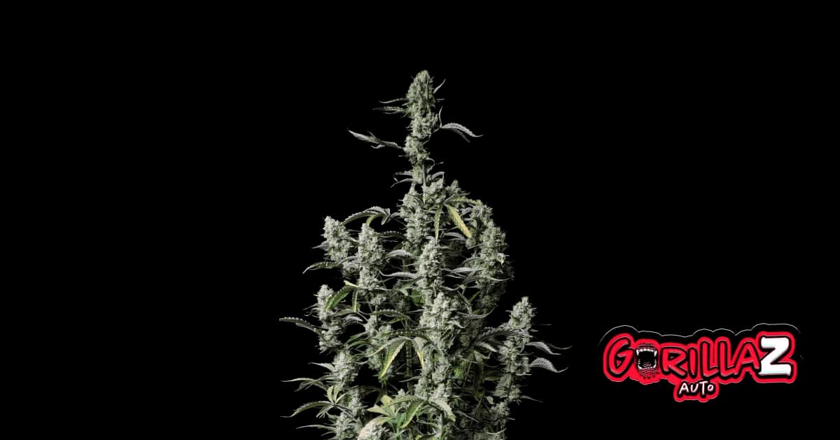 Gorilla Z Auto