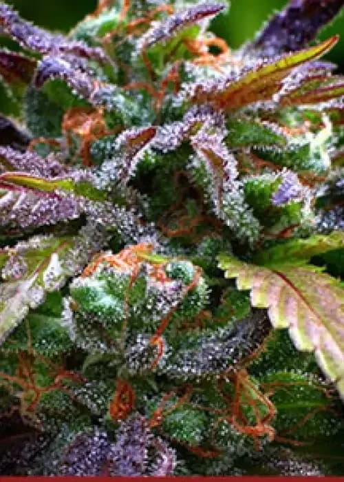AK-47