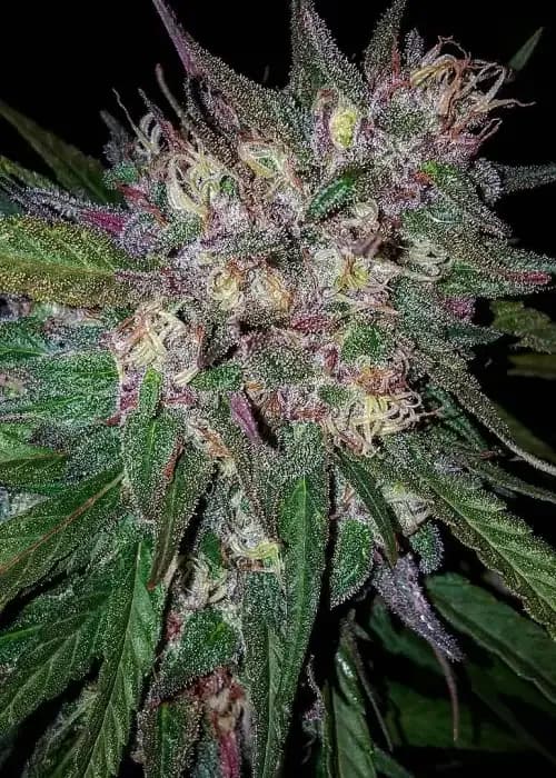 bay berry