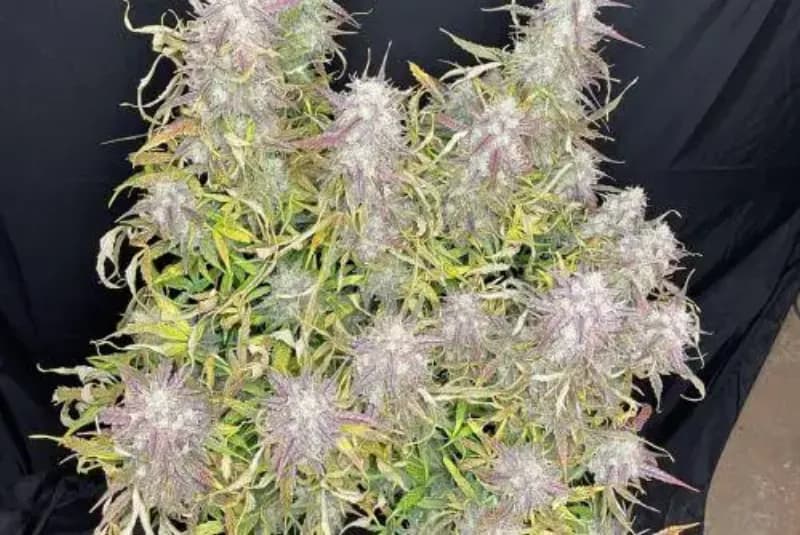 bay platinum cookies